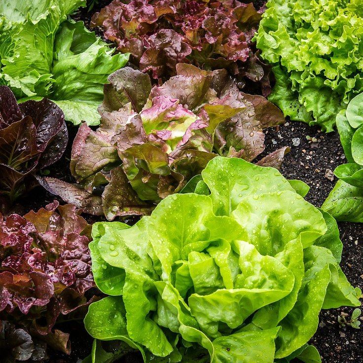 How to Start Vegetable Gardening: A Beginner's Guide