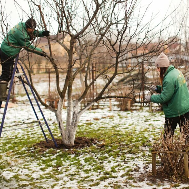 December Gardening Tips: Nurturing Winter Gardens