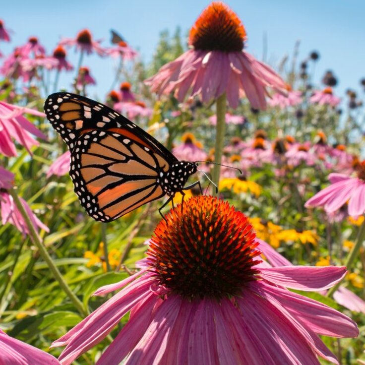 Embracing autumn: A floral feast for bees and butterflies (Plants, Trees, & Flowers)