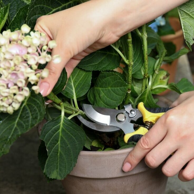 Unlocking the Beauty: Understanding Hydrangea Pruning