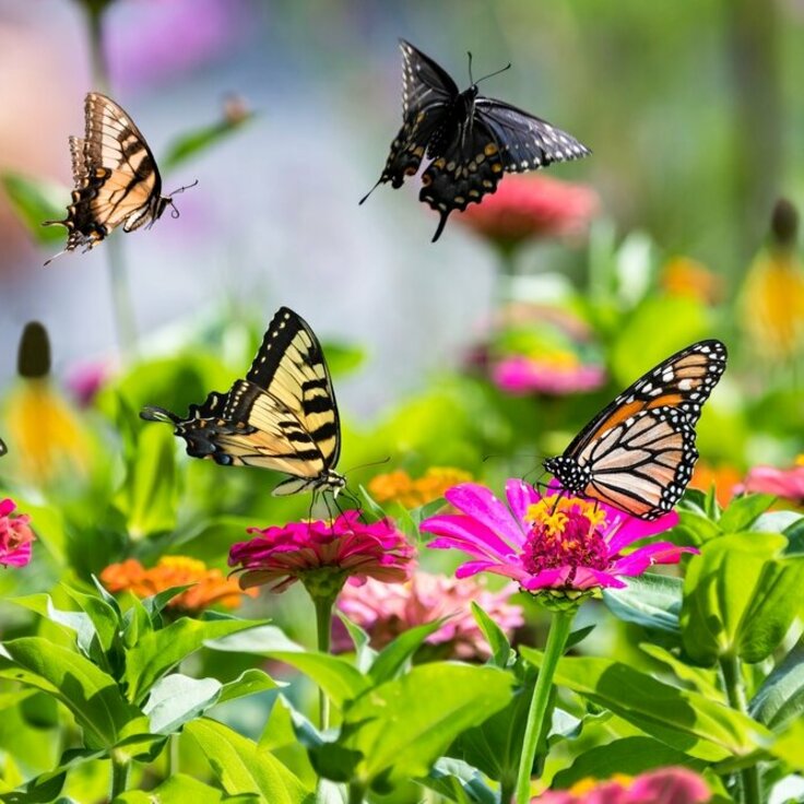 Creating a Vibrant Butterfly Garden