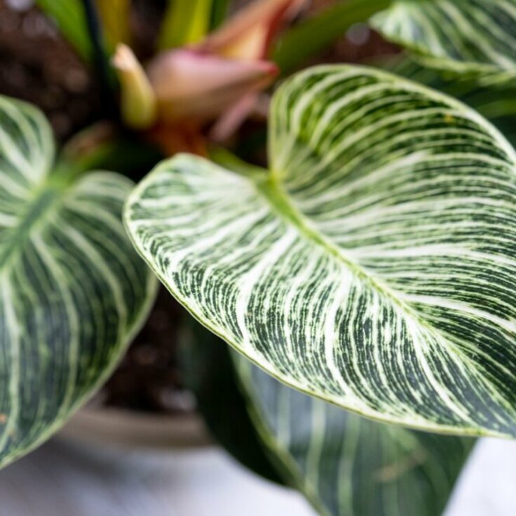 Houseplants in 2024: The trends for Galway and beyond (House plants)