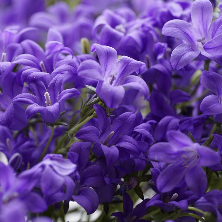 Top 10 Native Irish Plants to Grow at Home