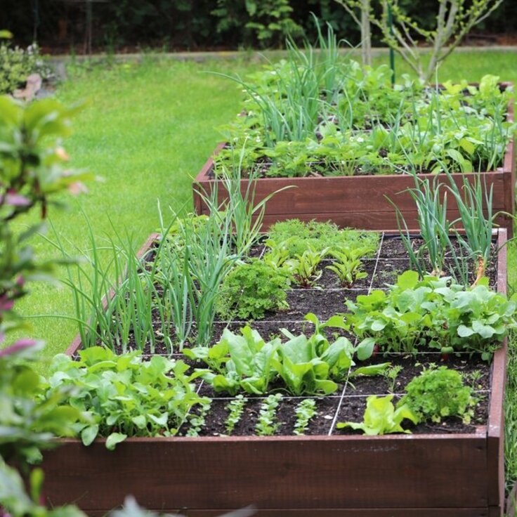 How big should my vegetable garden be?