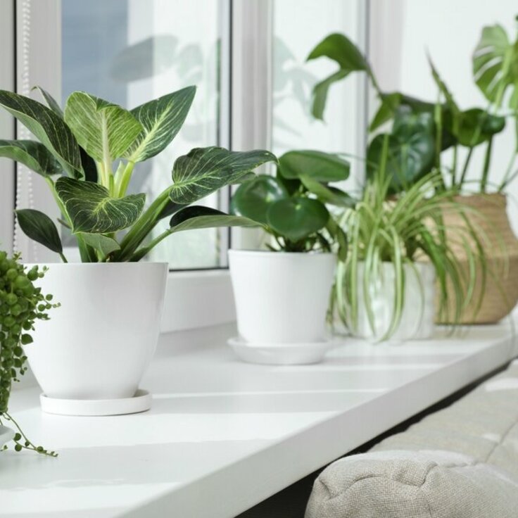 The 5 Best Houseplants for a Radiant Windowsill (House plants)