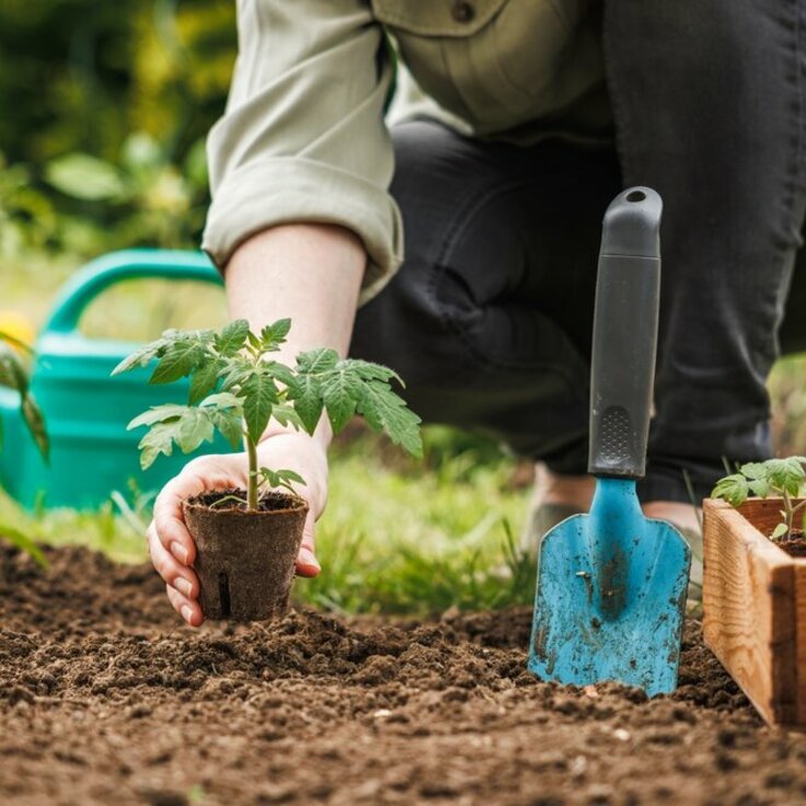 Preparing for a Flourishing Spring: What to Do in January (Gardening)