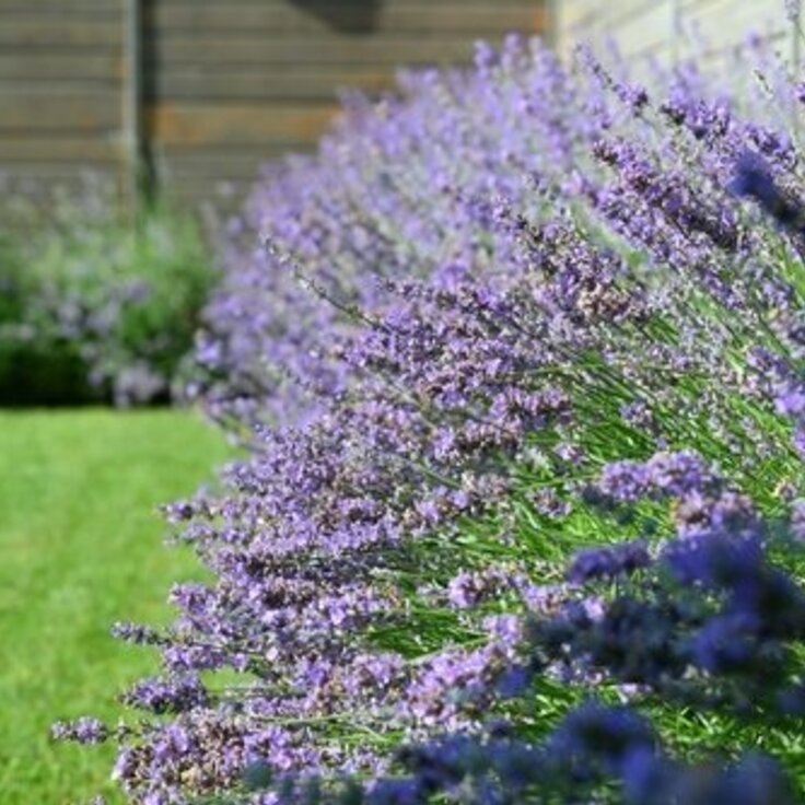 The 7 Most Fragrant Plants for Your Garden (Plants, Trees, & Flowers)