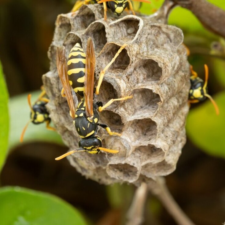 Effective Strategies for Wasp Nest Removal