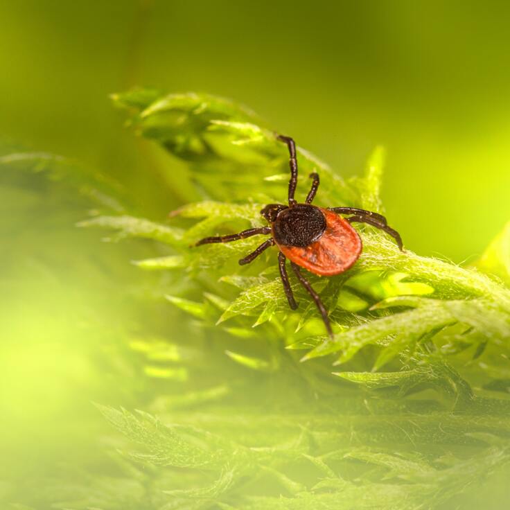 Proven Tick Control Techniques