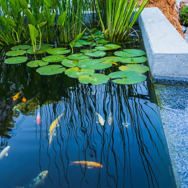 5 Reasons Your Garden Will Love a Pond